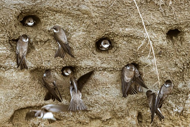 A colony of sand martins are seen at Yumurtalik Lagoon, one of Turkey's most important wetlands, in Adana, Turkiye on April 17, 2025. The region is not only a transit point for migratory birds; it also stands out as an important feeding and sheltering area. (Photo by Alper Tuydes/Anadolu via Getty Images)