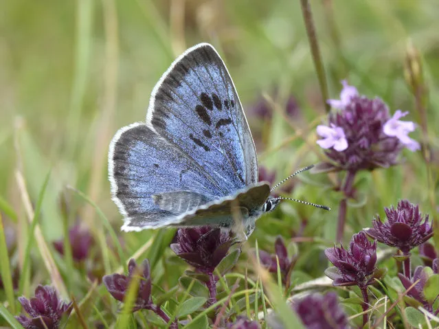 Record-breaking sunshine has encouraged midsummer butterflies to emerge unusually early, with dozens of species appearing a month before their usual flight season. The large blue is among the species that has been spotted earlier than any season in almost 50 years. (Photo by Matthew Oates/National Trust Images)