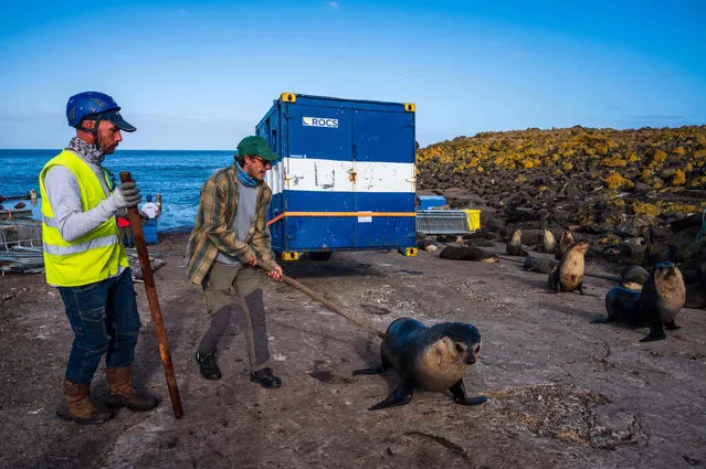Employees try to remove fur seals from a working area, on December 29, 2022, in the Amsterdam Island, part of the five administrative districts of the French Southern and Antarctic Territories. The research station at Martin-de-Vivies, is the only settlement on the island and is the seasonal home to about thirty researchers and staff studying biology, meteorology, and geomagnetics.The island is home to the endemic Amsterdam albatross. Purest air on earth. Amsterdam is a world benchmark for atmospheric analysis. The site has exceptional qualities: distance of more than 3,000 km from any continent and any human activity. (Photo by Patrick Hertzog/AFP Photo)