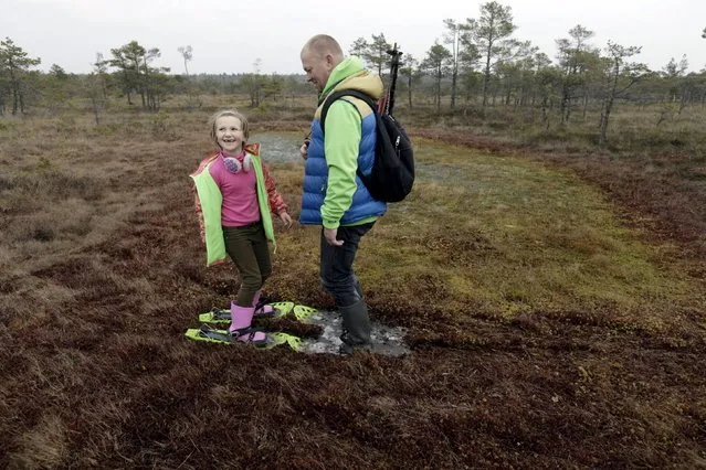 People use snowshoes during a tour of the Great Kemeri Bog, Latvia, October 17, 2015. (Photo by Ints Kalnins/Reuters)