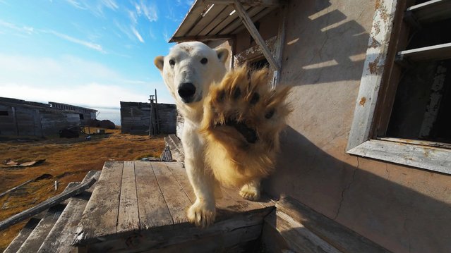 A polar bear reacts at the abandoned Soviet-era research station on Kolyuchin Island in the Chukchi Sea, in Russia's far northeast, on September 14, 2025, in this still image taken from a drone video. (Photo by Instagram @makhorov/Handout via Reuters)