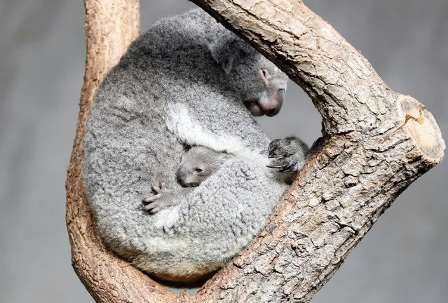 A several months-old unnamed koala Joey looks out of the pouch of its mother Pippa at the zoo in Zurich, Switzerland on November 18, 2020. (Photo by Arnd Wiegmann/Reuters)