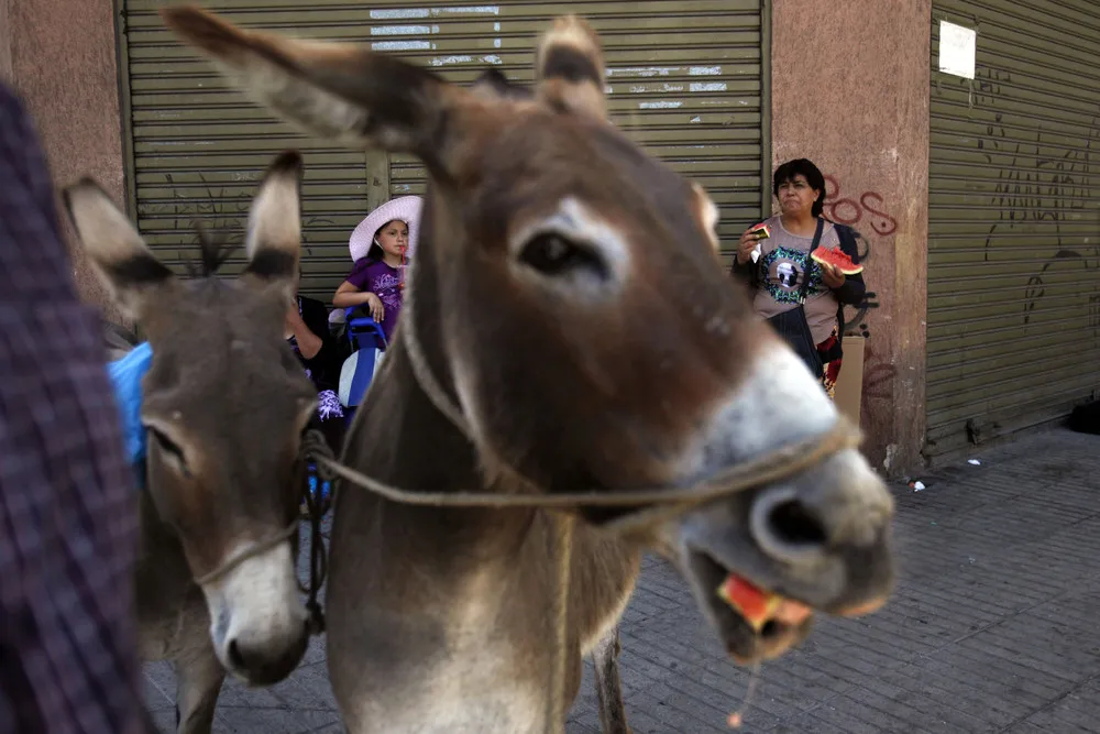 Fresh Donkey Milk for Sale on Streets of Chile