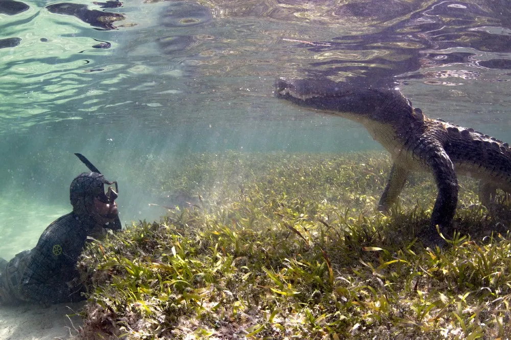 How the Pros Film Crocodiles Up Close