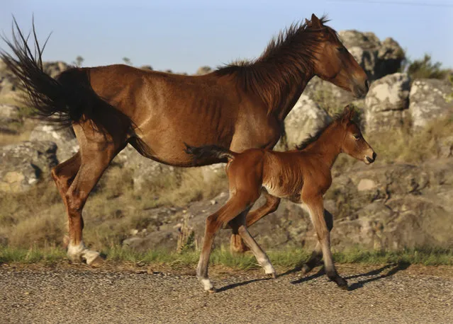 In this photo taken Monday, October 16, 2017, a wild mare and her foal are seen in Kaapsehoop, South Africa. Wild horses, with their origins unknown, roam freely in the area attracting tourists to the town founded on gold mining well over a century ago. (Photo by Denis Farrell/AP Photo)