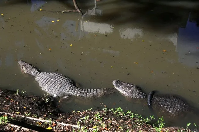 Caimans, one of them with a tire on its body, swim on the banks of the polluted Taxas channel, near the beach of Recreio dos Bandeirantes neighborhood, in Rio de Janeiro, Brazil on April 27, 2023. (Photo by Pilar Olivares/Reuters)