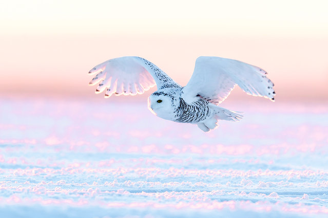 A snowy owl glides over the snow-blanketed grasslands at Hadatu Ranch amid freezing temperatures of around minus 30 degrees Celcius on December 22, 2025 in Hulunbuir, Inner Mongolia of China. (Photo by Chi Shiyong/VCG via Getty Images)
