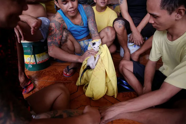 Inmates play with a cat at Quezon City Jail in Manila, Philippines October 19, 2016. (Photo by Damir Sagolj/Reuters)