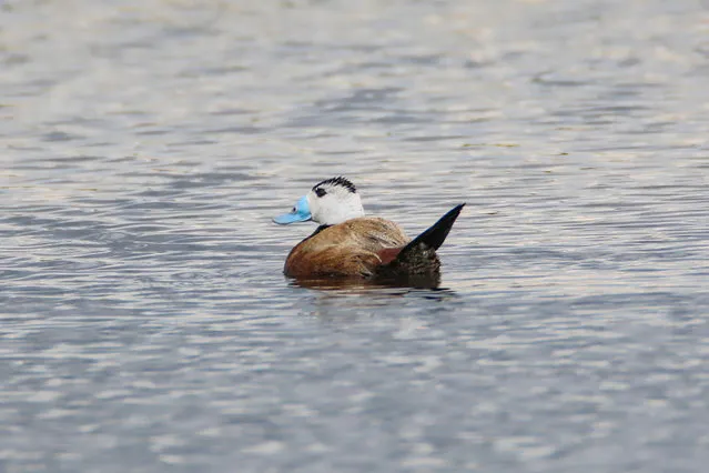 Endangered white-headed duck (Oxyura leucocephala) is seen at Cali Lake in Kars, Turkiye on June 04, 2023. The International Union for Conservation of Nature (IUCN) put white-headed duck to Red List of Threatened Species. (Photo by Huseyin Yildiz/Anadolu Agency via Getty Images)