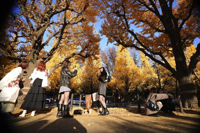 Visitors take photos along the autumn colored ginkgo tree-lined avenue Monday, December 2, 2024, in Tokyo. (Photo vt Eugene Hoshiko/AP Photo)