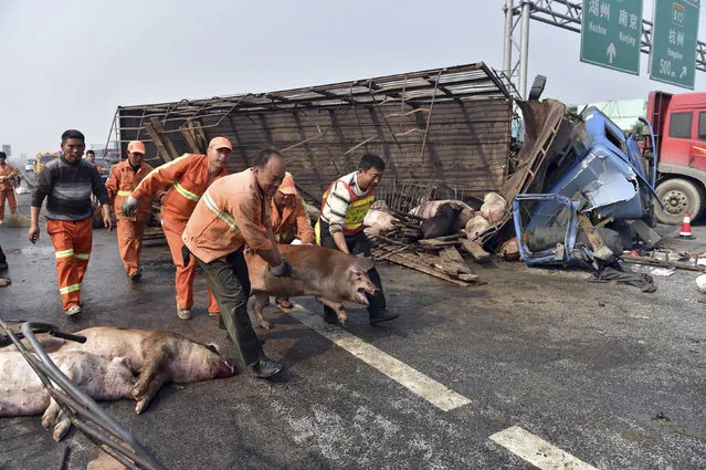 Rescuers grab a pig from an overturned truck carrying 169 pigs after a traffic accident occurred on an expressway in Jiaxing, Zhejiang province, China November 22, 2014. (Photo by Reuters/Stringer)