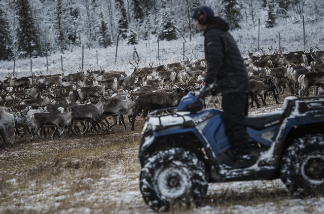 A Sami man from the Vilhelmina Norra Sameby, lead his reindeers herd into a corral for selection and calf labelling on October 27, 2016 near the village of Dikanaess, about 800 kilometers north-west of the capital Sweden. Sweden's Sami reindeer herders have more than hungry predators to worry about in the cold night, as the indigenous minority moves its flock to the winter pasture in the Nordic tundra. (Photo by Jonathan Nackstrand/AFP Photo)