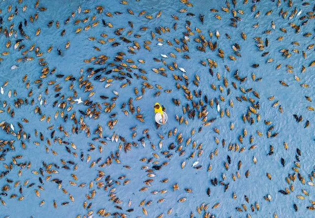 Ducks swarm around a farmer as he arrives with food for them in the second decade of July 2023. A drone captured the scene in Islampur Upazila, Bangladesh, as the man waded out among more than 3,000 ducks. (Photo by Mahat Hasan/Solent News)