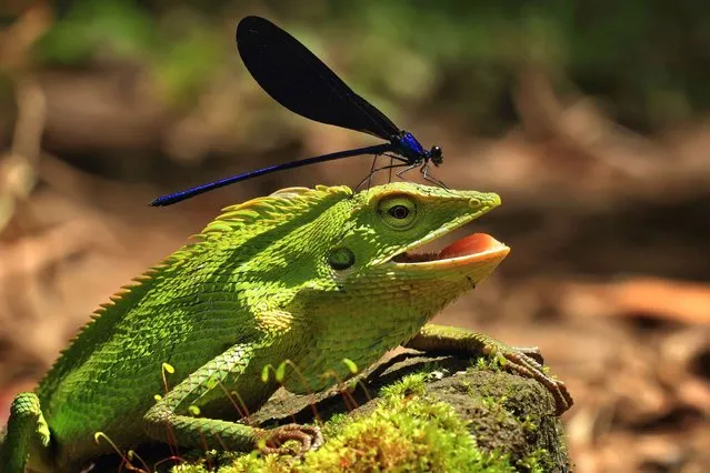 A damselfly is captured landing on a lizard's head by photographer Monica Anantyowati, in Malang City, East Java, Indonesia, on August 12, 2013. (Photo by Caters News)