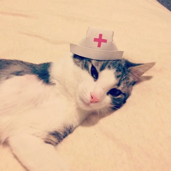 Three-legged Kitten and Hat