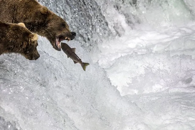 A brown bear snags a  sockeye salmon in mid-air on August 11, 2023 at Brooks Falls, Alaska within the Katmai National Park and Preserve. The bears feast in large numbers at the falls between July and September, as millions of salmon swim upstream to spawn. Many of the same bears return to the falls annually, gorging on salmon to fatten up before hibernating for winter. The bears have become something of an internet sensation, as “bearcams” livestream bear activity at and around the falls to viewers worldwide. Commercial salmon fishing in Alaskan waters has often pitted business interests against wildlife conservationists in Alaska, which has more national park and wilderness land than anywhere in the United States. (Photo by John Moore/Getty Images)