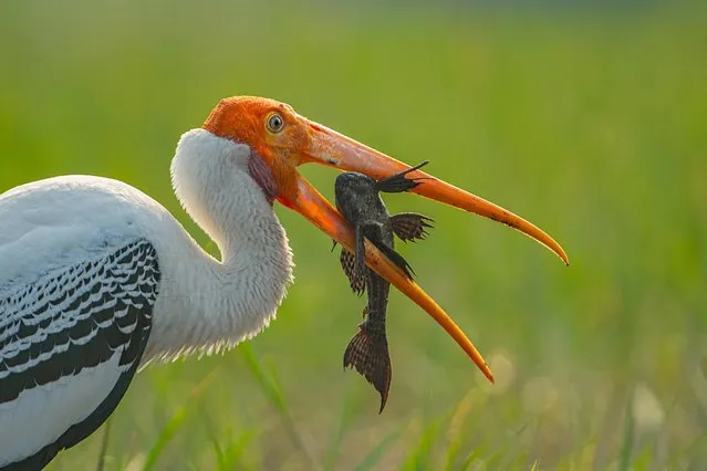 A painted stork with its catch of the day in Bhiwan, India early September 2023. The painted stork is a large wader in the stork family. Their distinctive pink tertian feathers of the adults give them their name. They forage in flocks in shallow waters along rivers or lakes. They immerse their half open beaks in water and sweep them from side to side and snap up their prey of small fish that are sensed by touch. (Photo by Sadananda Koppalkar/Media Drum Images)