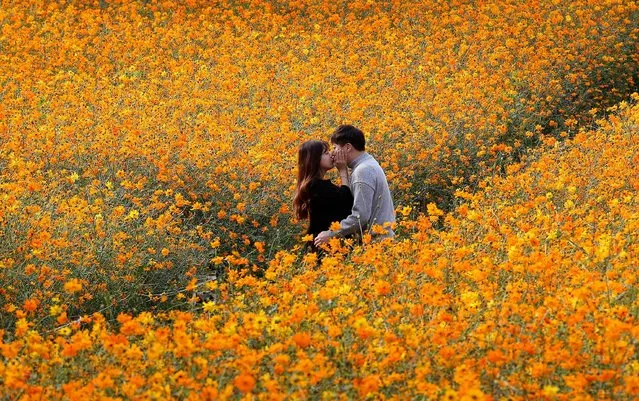 A couple kisses in a field of cosmos flowers at the Olympic Park in Seoul, South Korea, Tuesday, October 16, 2018. (Photo by Ahn Young-joon/AP Photo)