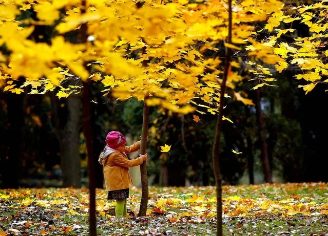 A girl shakes a young tree to make the yellow leaves fall in a park in the Belarusian capital of Minsk, October 14, 2013. (Photo by Sergei Grits/Associated Press)