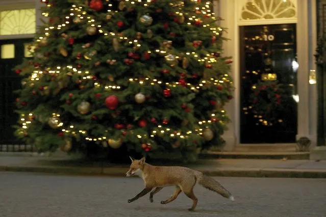 A fox runs past 10 Downing Street, in London, Monday December 10, 2018. British Prime Minister Theresa May on Monday postponed Parliament’s vote on her Brexit deal with the European Union, acknowledging that lawmakers would have rejected it by a “significant margin”. (Photo by Tim Ireland/AP Photo)