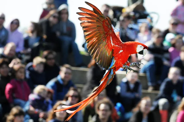 People watch a Scarlet macaw in flight at ZSL Whipsnade zoo on April 6, 2015 in Bedfordshire, England. (Photo by Tony Margiocchi/Barcroft Media)