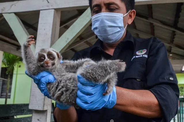 A wildlife ranger carries a rescued Javan slow loris, one of the most endangered primate species in the world, undergoing rehabilitation before being released back into the wild, in Pekanbaru on July 26, 2021. (Photo by Wahyudi/AFP Photo)