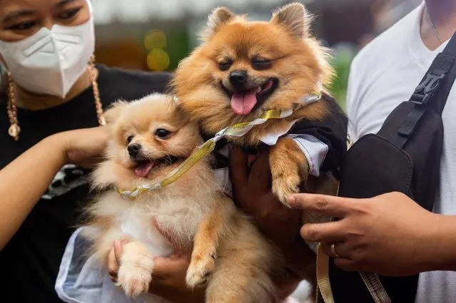 Pet owners carry their dogs during a pet wedding, ahead of World Animal Day, at a mall in Quezon City, Metro Manila, Philippines on October 2, 2022. (Photo by Lisa Marie David/Reuters)