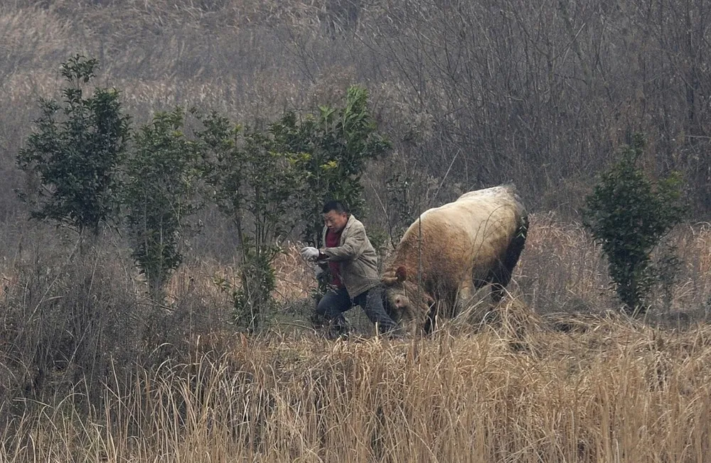 Escaped Cow Attacks Farmers, Shot Dead