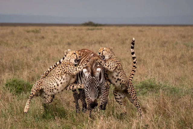 Cheetahs work together to bring down a zebra in Kenya, 2021. The doomed escape sequence captured the zebra fleeing from the predators’ stealthy pursuit and delivering an epic karate kick blow in their direction in a desperate attempt at self-defence. The equine’s escape was all in vain as the group of cheetahs swarmed in and dragged their meal to the ground. (Photo by Yarin Klein/Mediadrumimages)