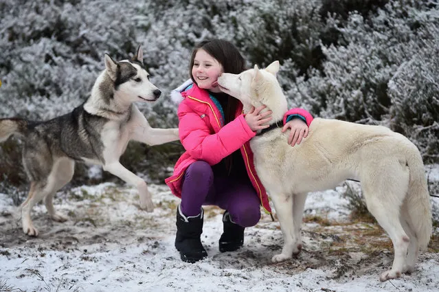 Emily Squire joins Sledders and their huskies as they practice at a forest course ahead of the Aviemore Sled Dog Rally on January 19, 2016 in Feshiebridge, Scotland. Huskies and sledders prepare ahead of the Siberian Husky Club of Great Britain 33nd race taking place at Loch Morlich this weekend near Aviemore.  (Photo by Jeff J Mitchell/Getty Images)
