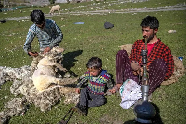 A Kashmiri shepherd left, shears a sheep as his brother smokes hubble bubble in Sonamarg, 106 kilometers (66 miles) north of Srinagar, Srinagar, Indian controlled Kashmir, Monday, September 27, 2021. (Photo by Dar Yasin/AP Photo)
