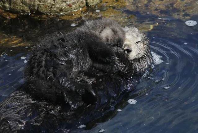 A two day old wild sea otter pup and its mother sleep inside the Great Tide Pool at the Monterey Bay Aquarium in Monterey, California March 7, 2016. The mother, seeking shelter from rough seas and stormy weather, gave birth to the pup inside the relative calm of the tide pool. (Photo by Michael Fiala/Reuters)