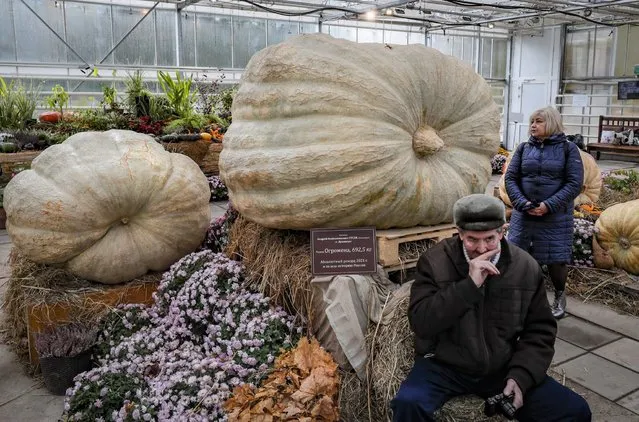 A man poses near the giant pumpkin weighing 692,5 kilograms during exhibition “The largest pumpkins grown in Russia in 2021” at the Botanical Garden of Moscow State University in Moscow, Russia 15 October 2021. The exhibition will last until 07 November. At the end of the exhibition pumpkins will be cut and distributed to visitors. (Photo by Yuri Kochetkov/EPA/EFE)