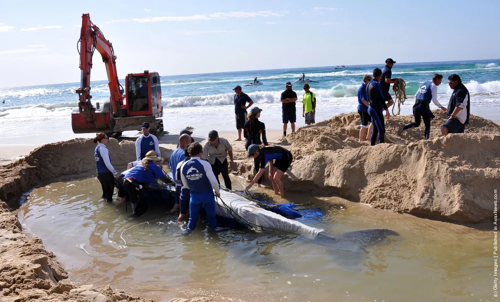 Whale Calf Beached On Gold Coast