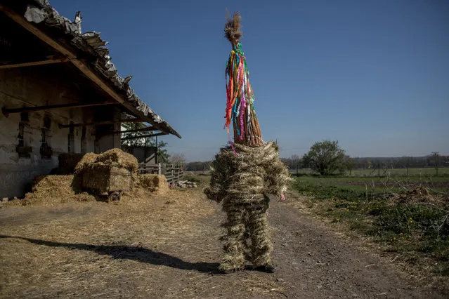 A boy dressed in a hay suit prepares for an Easter procession called “Marching Judas” in the village of Stradoun, Czech Republic, 20 April 2019. The “Marching Judas” is an old Czech Easter tradition of dressing up the oldest teenage boy in a village in a hay suit and a high cap from reed symbolizing Judas, who betrayed Jesus Christ. The boy in a hay suit, along with other teenagers walk through the village house by house pushing wooden rattles and recite carol about Judas betray. Marching Judas tradition occurs in few villages in Pardubice region and was registered on the UNESCO List of the Intangible Cultural Heritage of Humanity in 2012. (Photo by Martin Divíšek/EPA/EFE)