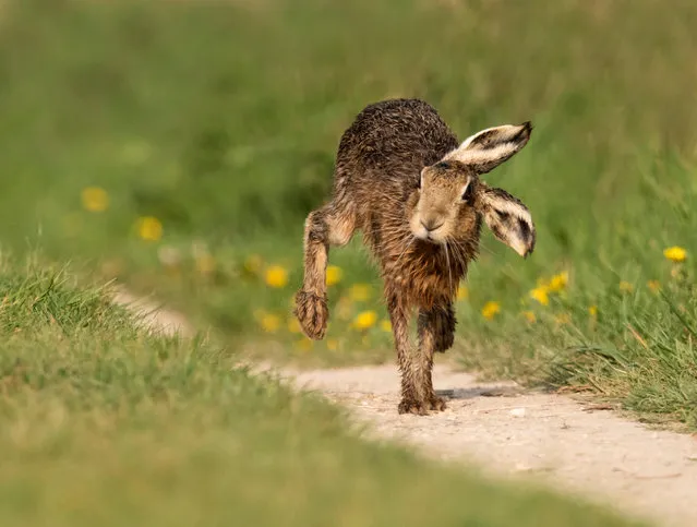 A brown hare (Lepus europaeus) in Oxfordshire, county in South East England on April 22, 2019. (Photo by Jerome Murray/Alamy Stock Photo)