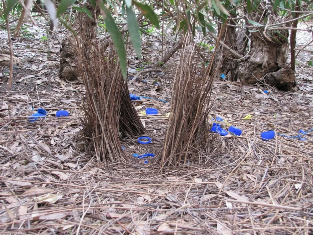 Animal Architects Bowerbirds Design