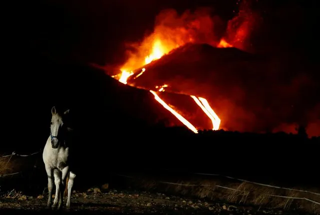 A horse is photographed in Tacande while the Cumbre Vieja volcano continues to erupt, on the Canary Island of La Palma, Spain, November 28, 2021. (Photo by Borja Suarez/Reuters)