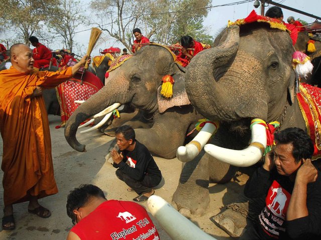 A Thai Buddhist monk blesses elephants during Thailand's National Elephant Day in the ancient Thai capital Ayutthaya. (Photo by Chaiwat Subprasom/Reuters)