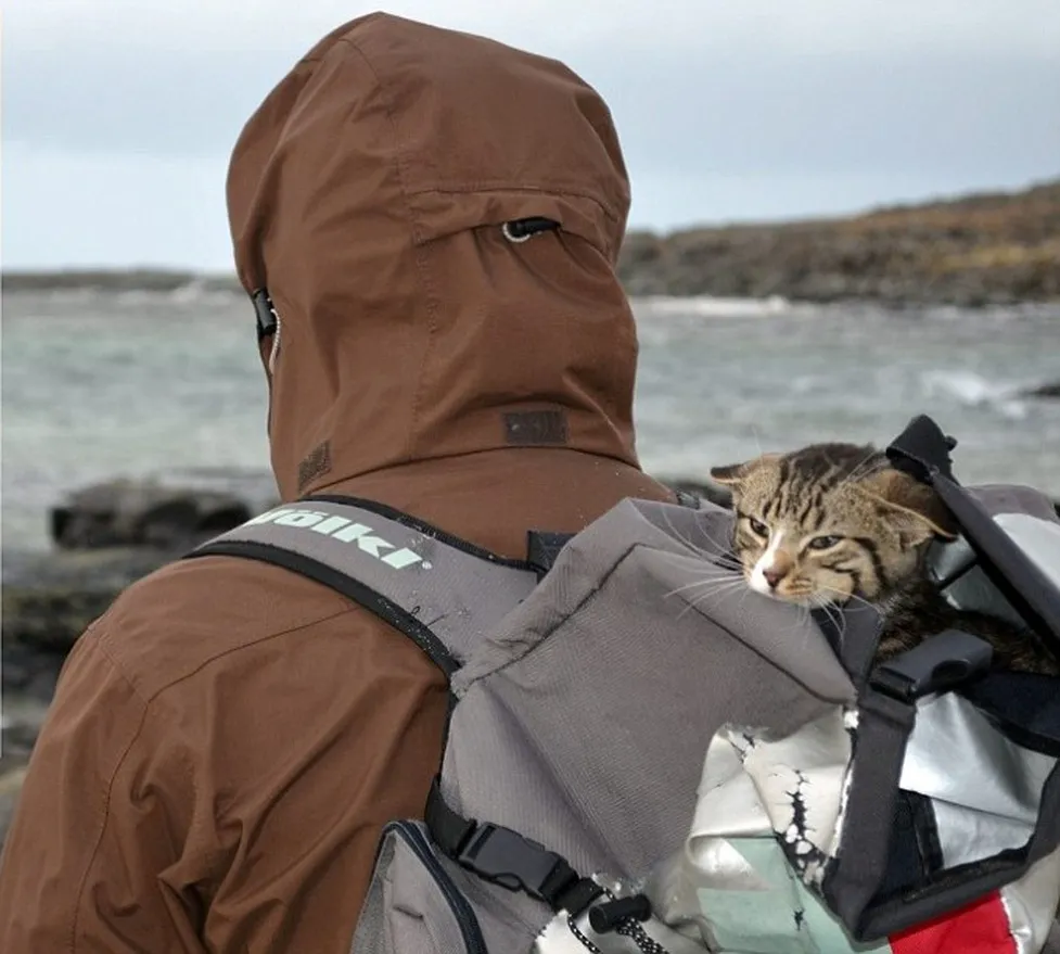 Kitten Who Likes to Travel in a Backpack