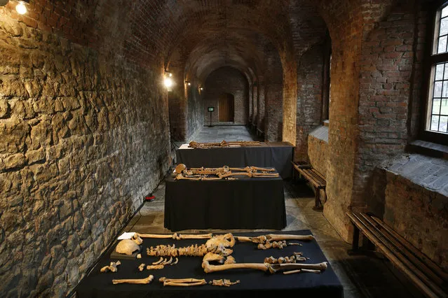 In this Wednesday, March 26, 2014 photo, some of the skeletons found by construction workers under central London's Charterhouse Square are pictured. Twenty-five skeletons were uncovered last year during work on Crossrail, a new rail line that's boring 13 miles (21 kilometers) of tunnels under the heart of the city. Archaeologists immediately suspected the bones came from a cemetery for victims of the bubonic plague that ravaged Europe in the 14th century. The Black Death, as the plague was called, is thought to have killed at least 75 million people, including more than half of Britain's population. (Photo by Lefteris Pitarakis/AP Photo)