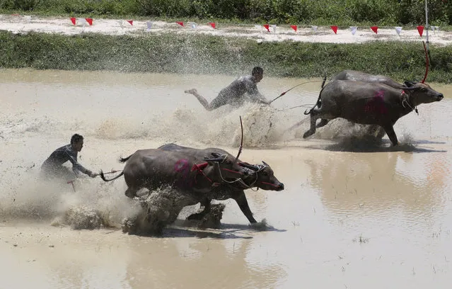 Thai farmers controlling their buffaloes compete in the flooded field during the annual Wooden Plow Buffalo Race in Chonburi Province, southeast of Bangkok, Thailand, Saturday, July 13, 2019.  (Photo by Sakchai Lalit/AP Photo)