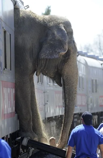 Five elephants from Ringling Bros. and Barnum and Bailey: Legends Circus are led from the Huntsville railroad depot through downtown. (Photo by AL.com/Landov/Barcroft Media)