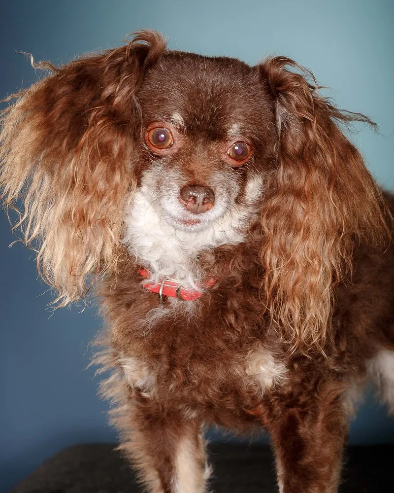 2014 Pooch Prom in Palm Beach