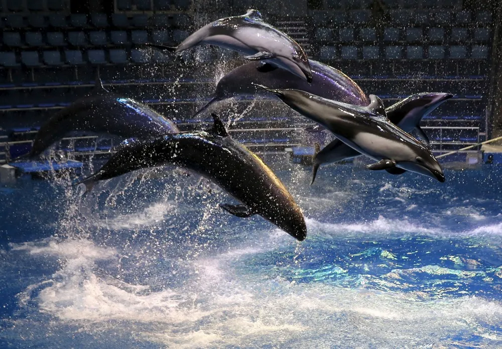 Epson Aqua Park Shinagawa Aquarium's Re-opening in Tokyo