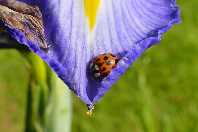 A ladybird explores iris petals in Dorset, UK on May 10, 2024. (Photo by Geoffrey Swaine/Rex Features/Shutterstock)