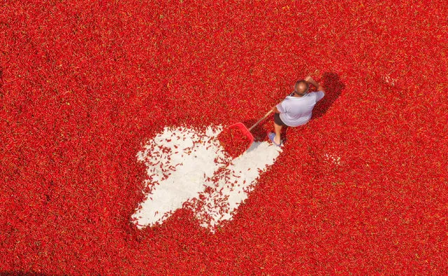 A villager drying chillis in Tongren, China on August 24, 2019. (Photo by Costfoto/Barcroft Media)