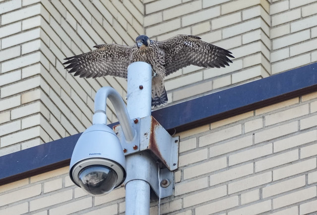 A newly fledged peregrine falcon chick spreads its wings as it perches on top of a camera at the University of Montreal, Canada on June 25, 2024. Only six weeks old, the chick has been named Hugo. (Photo by Canadian Press/Rex Features/Shutterstock)