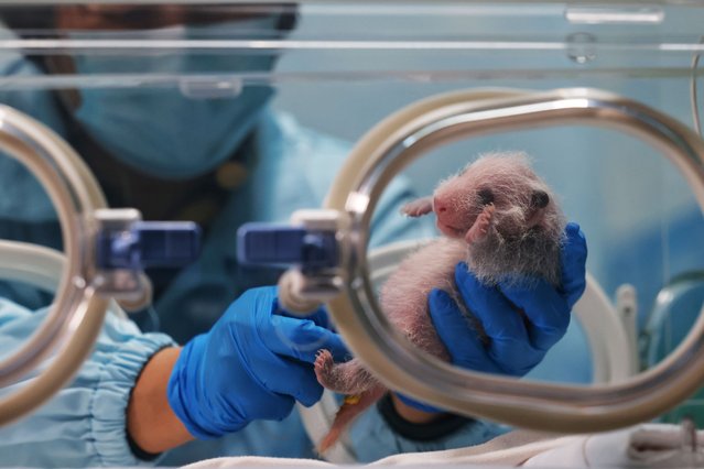A breeder takes care of newborn giant panda cub born to giant panda Mengmeng in the incubator at the Guangzhou Chimelong Safari Park on July 2, 2024 in Guangzhou, Guangdong Province of China. Giant panda Mengmeng is the eldest one of the world's only panda triplets. (Photo by Li Zhanjun/Southern Metropolis Daily/VCG via Getty Images)