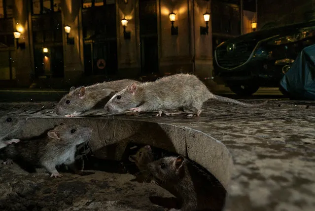 Urban wildlife winner: The Rat Pack by Charlie Hamilton James, UK. On Pearl Street, in New York’s Lower Manhattan, brown rats scamper between their home under a tree grille and a pile of garbage bags full of food waste. (Photo by Charlie Hamilton James/2019 Wildlife Photographer of the Year)